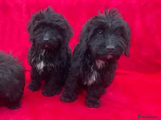 Cockapoo dogs F1 cockapoo puppies for sale - Advert 4