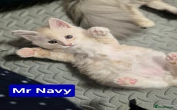 Maine Coon cats for sale: GCCF Pedigree Rare Red Shaded Silver Maine Coons - Advert 13