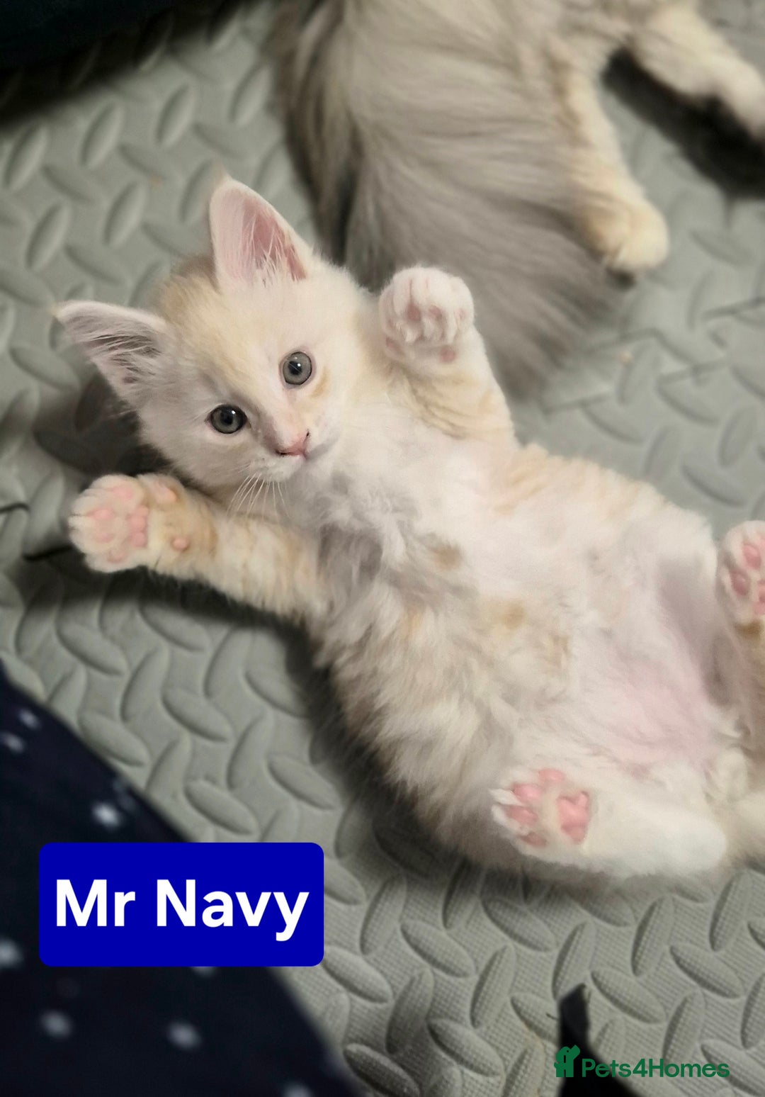 Maine Coon cats for sale: GCCF Pedigree Rare Red Shaded Silver Maine Coons - Advert 13