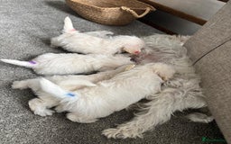 Mixed Breed dogs for sale: Westiepoo pups - Image 10