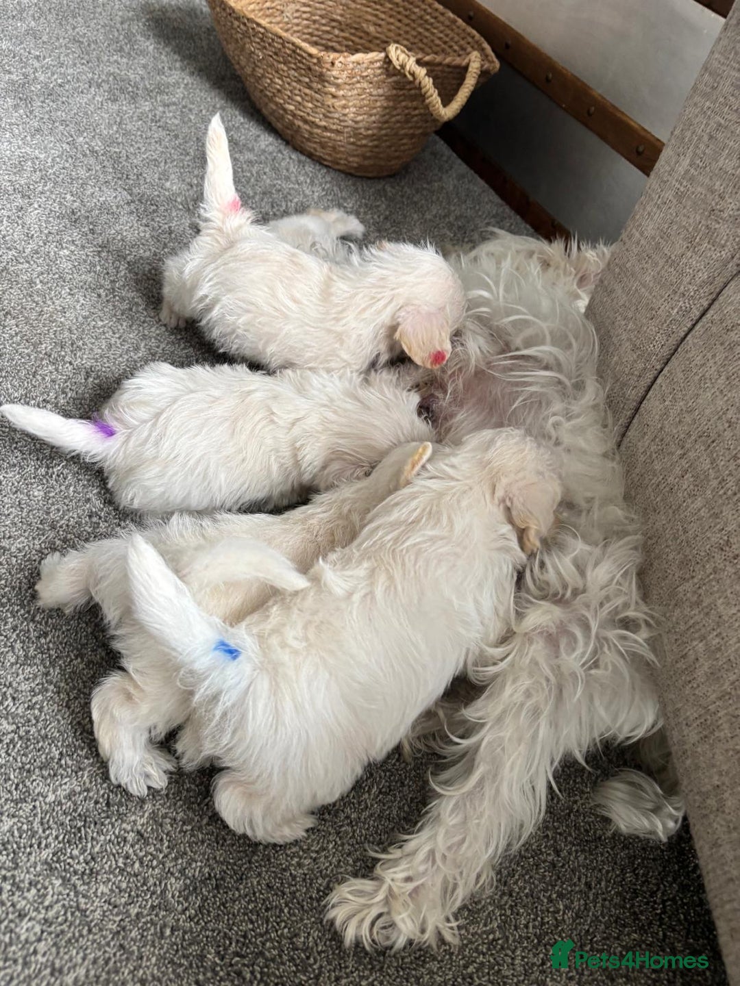 Mixed Breed dogs for sale: Westiepoo pups - Image 10