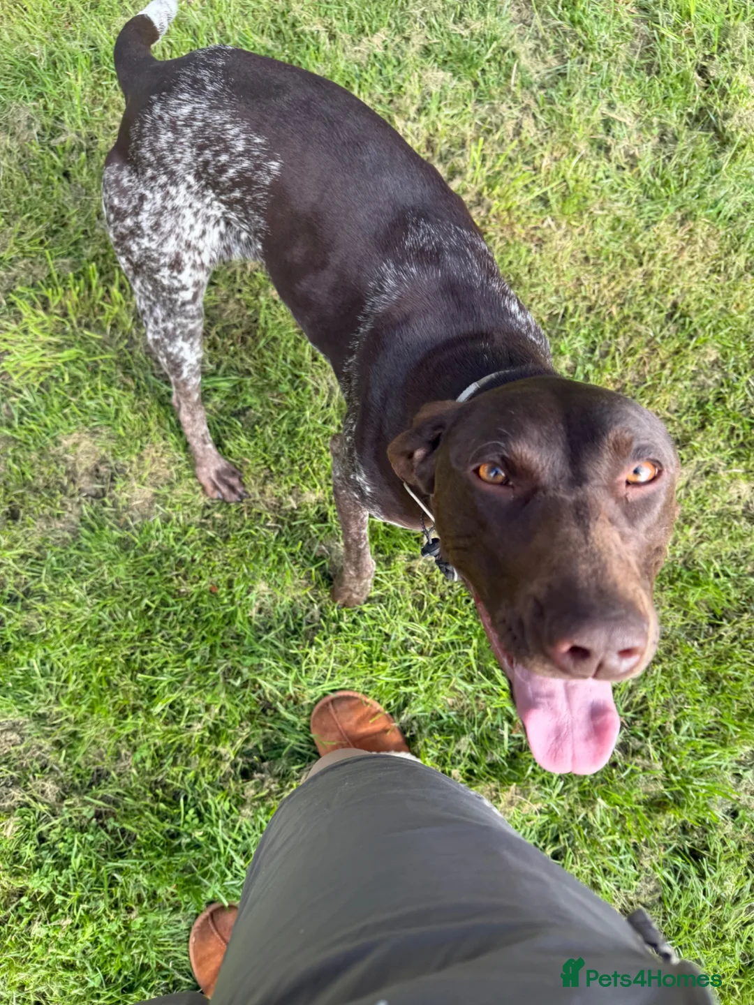 German Shorthaired Pointer dogs for sale: Exceptional Young Dog Loving Family/ Working Home - Advert 2