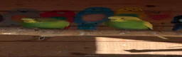 Budgerigars birds for sale: Mixed sex Budgies for sale - Advert 4