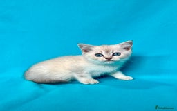 British Shorthair cats for sale: 🐾Purebred BSH kittens🐾 - Image 7