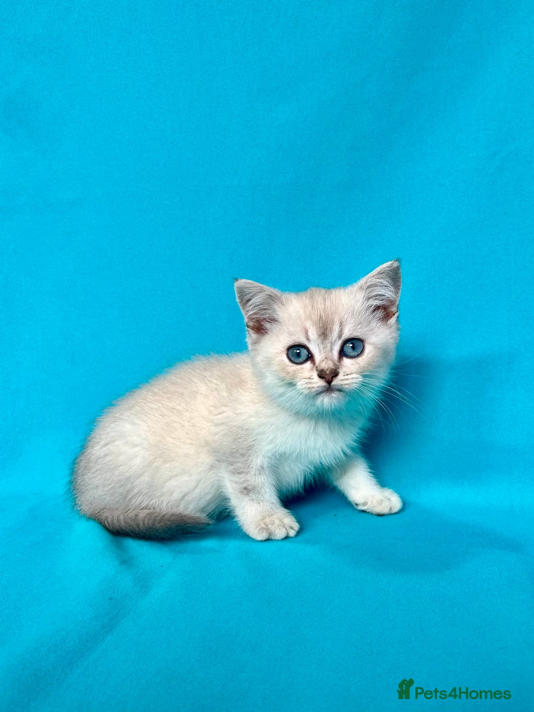 British Shorthair cats for sale: 🐾Purebred BSH kittens🐾 - Image 7