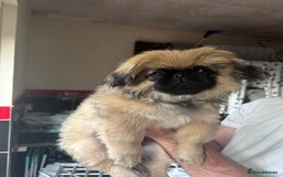 Pekingese dogs for sale: Pekingese Pup Ready To Leave  in Birmingham - Image 2