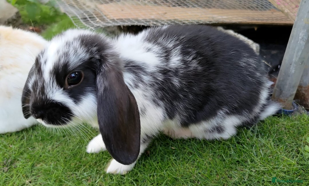 Mini Lop rabbits for sale: Gorgeous Mini Lop X French Bunnies Ready to Go! - Image 37