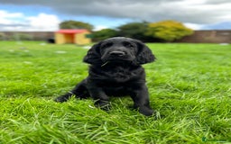 Flat coated Retriever dogs for sale: Flat coated x Golden Retriever puppies - Image 13