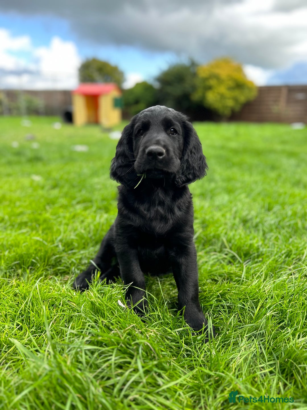 Flat coated Retriever dogs for sale: Flat coated x Golden Retriever puppies - Image 13
