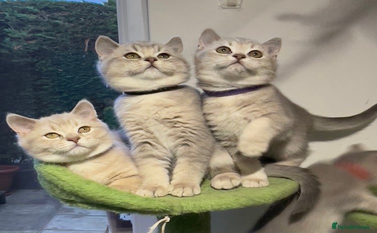 British Shorthair cats - Advert 16