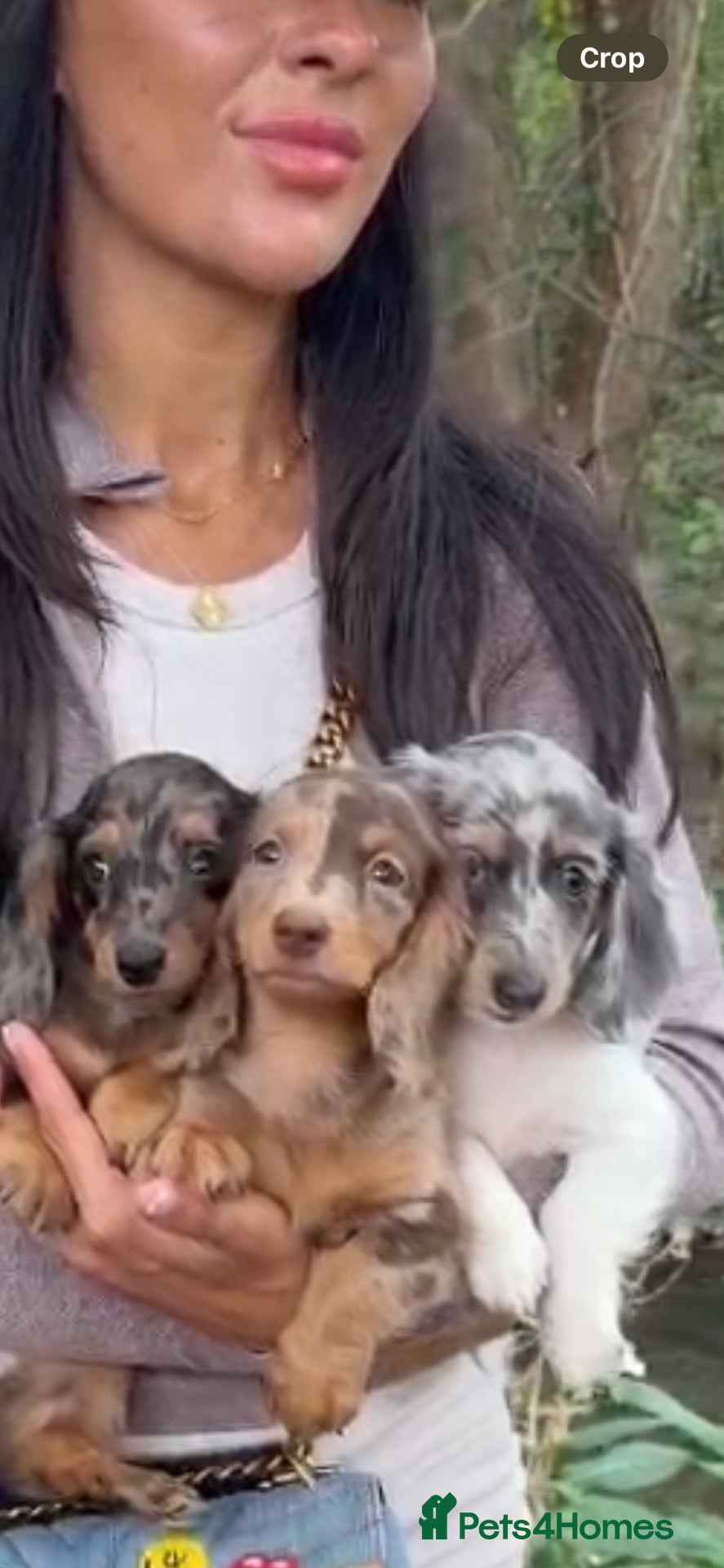 Miniature Dachshund dogs Long haired miniature dachshunds - Advert 2