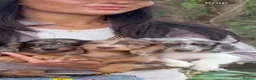 Miniature Dachshund dogs for sale: Long haired miniature dachshunds - Advert 2