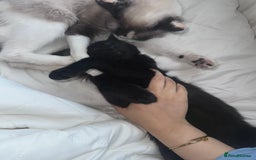 Mixed Breed cats for sale: Black Kitten Ragdoll x British Longhair Mix - Image 2