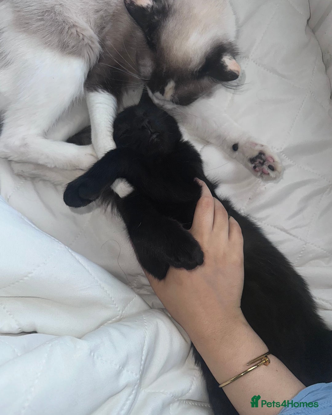 Mixed Breed cats for sale: Black Kitten Ragdoll x British Longhair Mix - Image 2