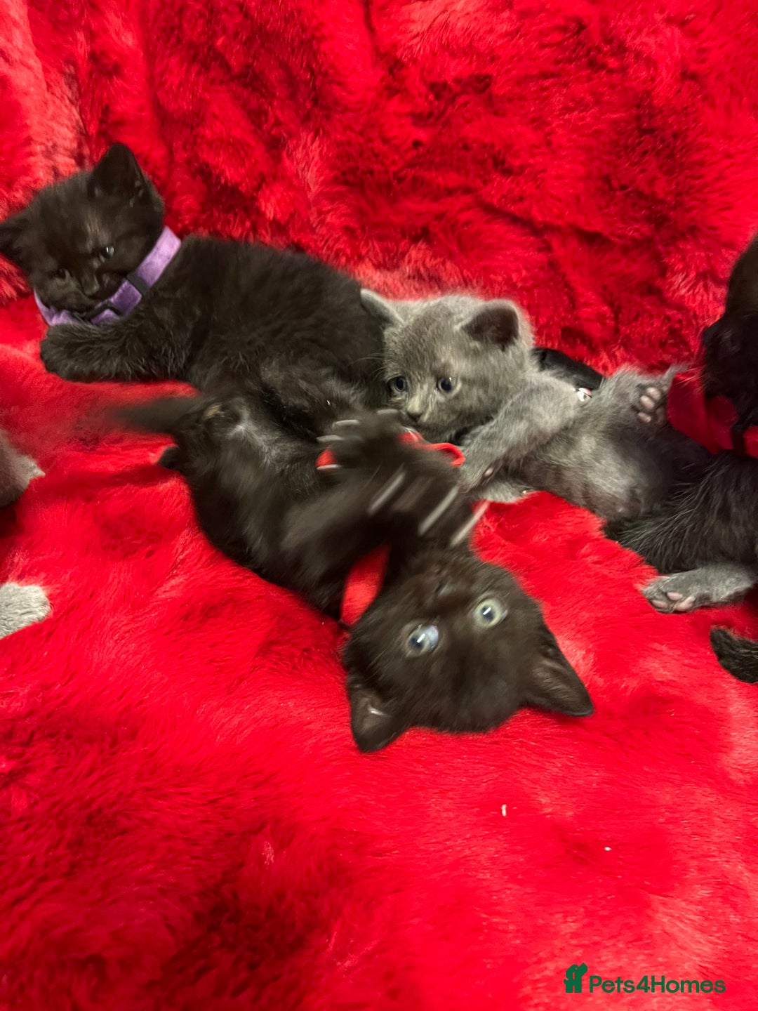 Mixed Breed cats for sale: kittens looking for a new home - Advert 17