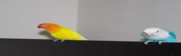 Lovebirds birds for sale: Beautiful Bonded Pair 💙💛 Lovebirds - Advert 13