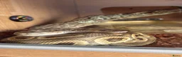 Python Snake reptiles for sale: Royal python  in Tipton - Advert 1