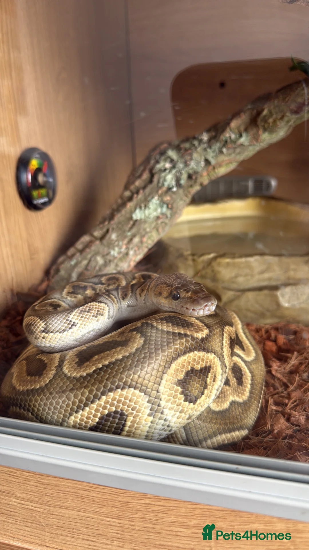 Python Snake reptiles for sale: Royal python  in Tipton - Advert 1