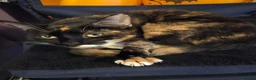 Mixed Breed cats for sale: Cat for rehoming in Pudsey - Advert 1