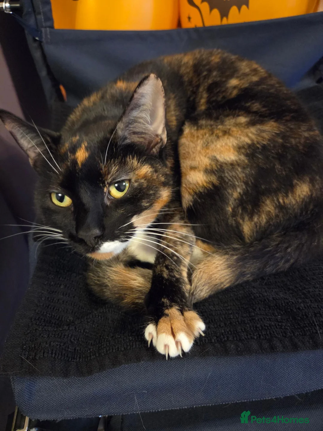 Mixed Breed cats for sale: Cat for rehoming in Pudsey - Advert 1