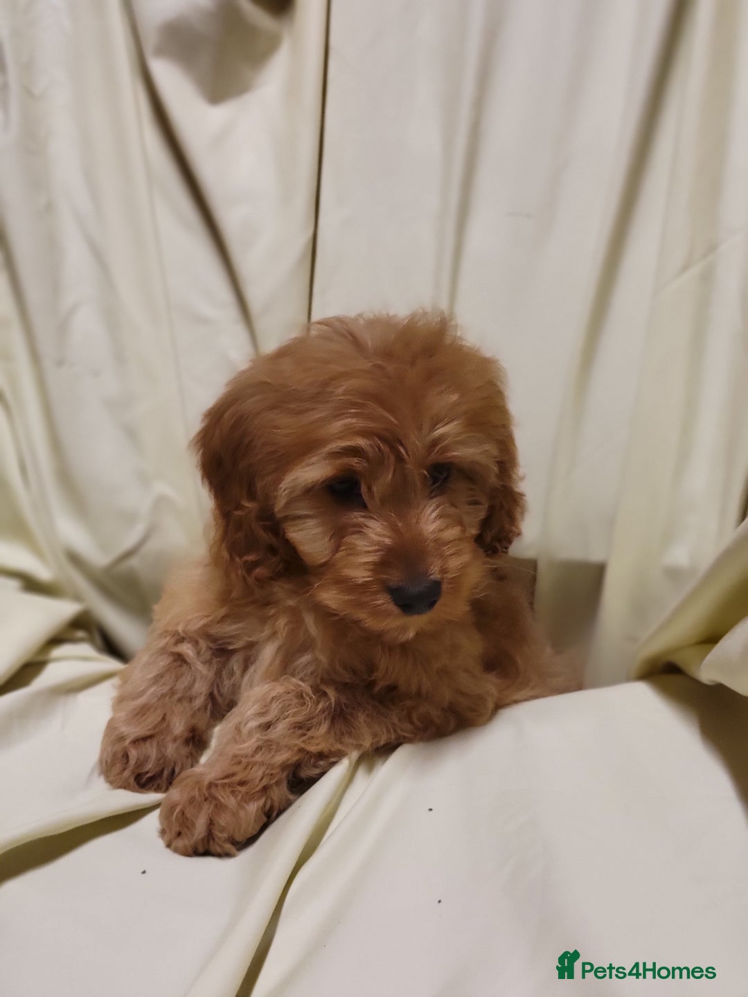 Cockapoo dogs for sale: Cockapoo puppies  - Advert 2