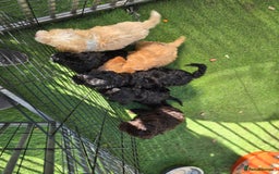Cockapoo dogs for sale: F1 working cockapoo puppies - Image 24