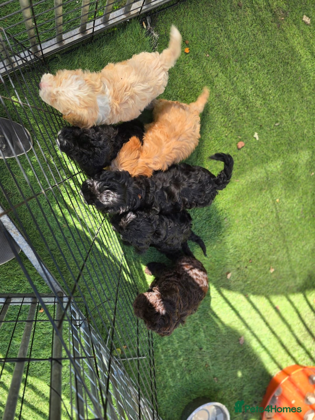 Cockapoo dogs for sale: F1 working cockapoo puppies - Image 24
