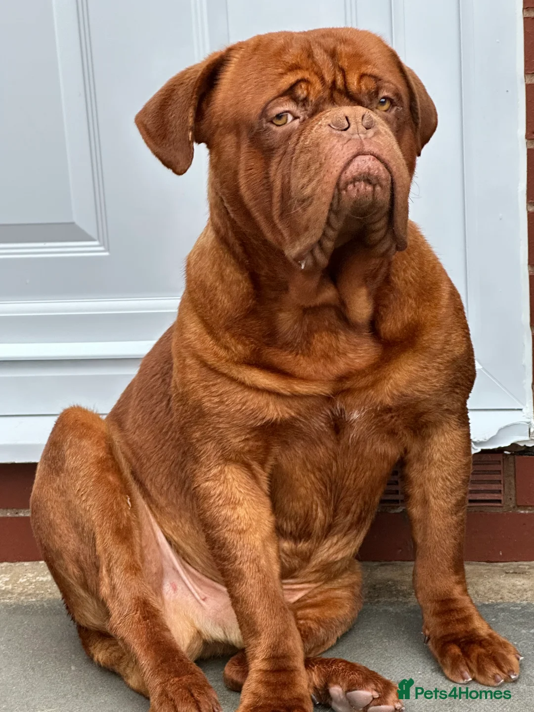 Dogue De Bordeaux dogs for stud: Kc registered Beautiful dogue for stud !! in Rochdale - Advert 5