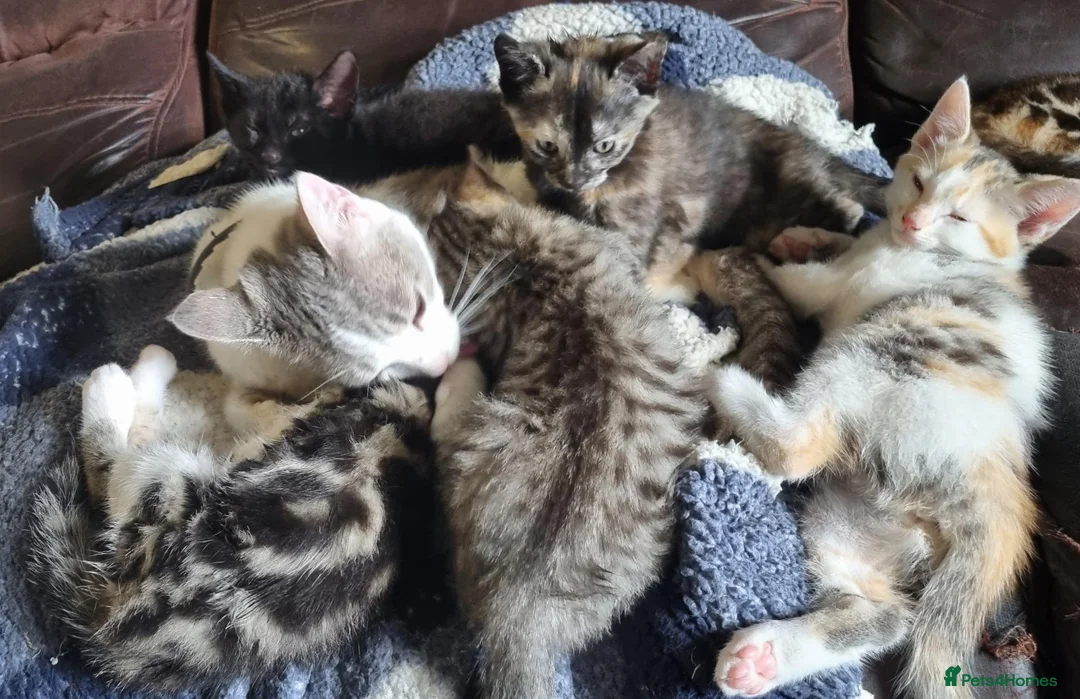 Mixed Breed cats for sale: Very pretty kittens looking for their loving home - Advert 17