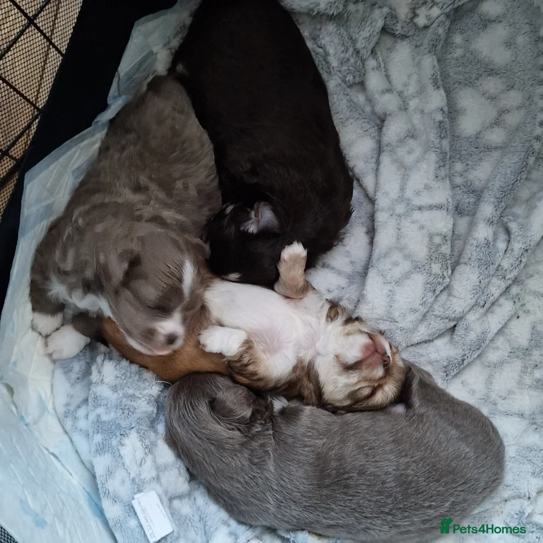 Chihuahua dogs for sale: Beautiful Chihuahua Puppies  - Advert 2