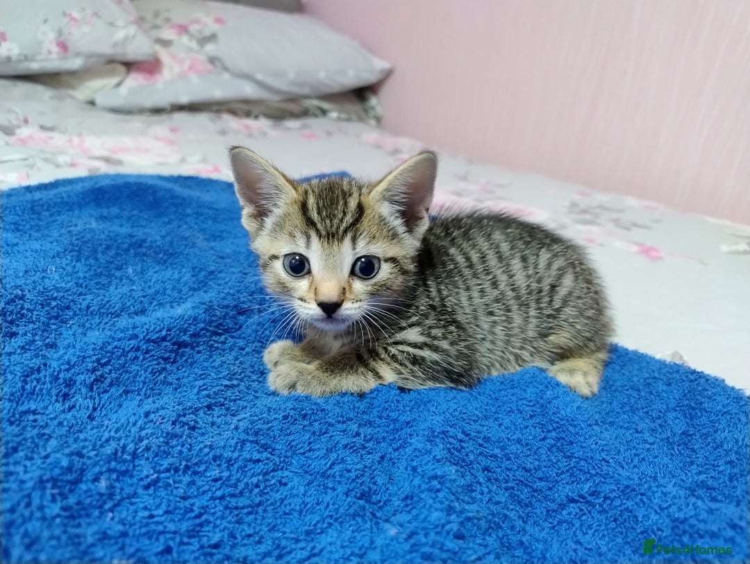 Mixed Breed cats for sale: Stunning kittens - Image 8