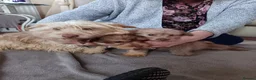 Norfolk Terrier dogs for sale: Norfolk Terrier Puppies  - Advert 10