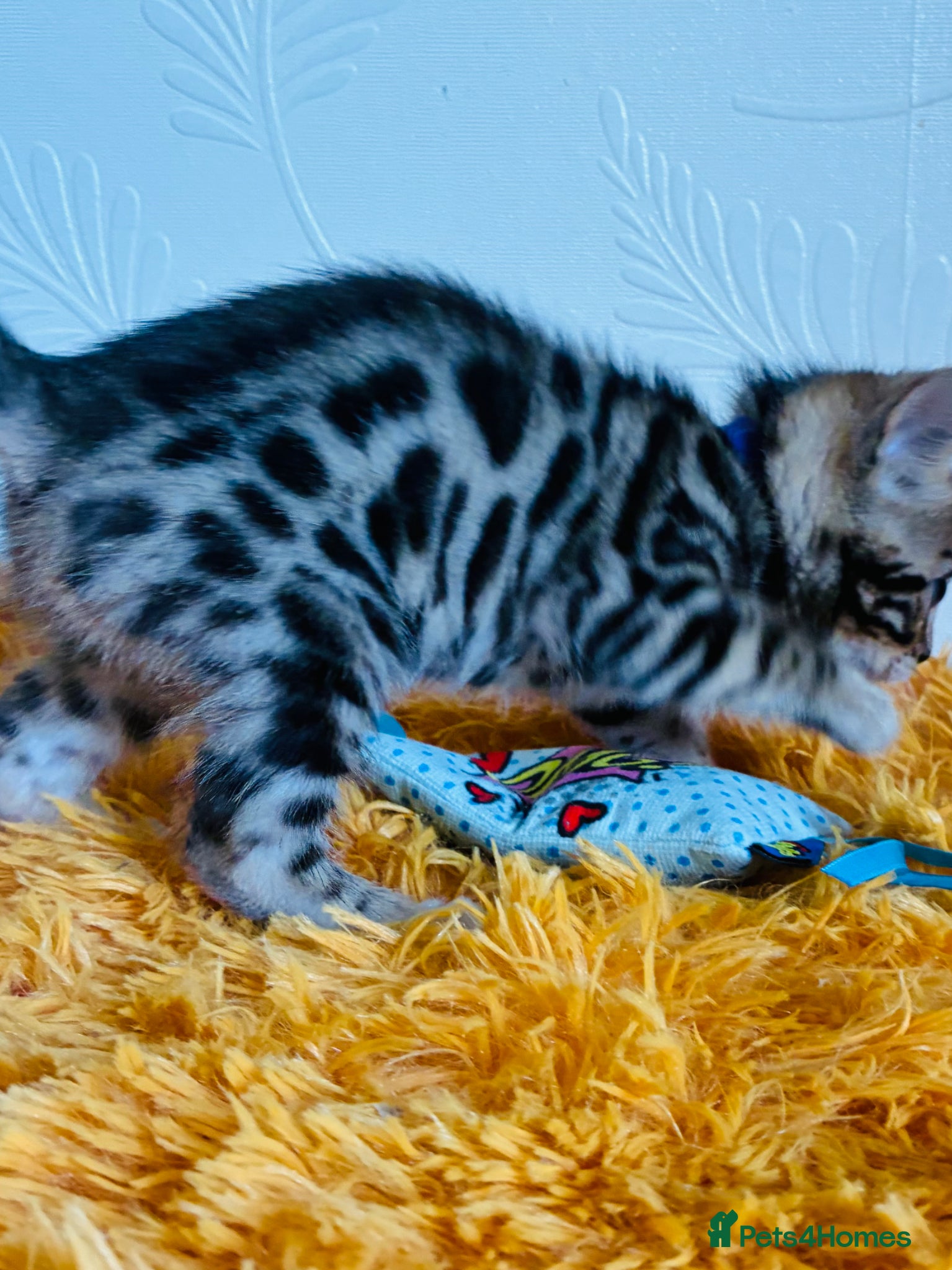 Bengal cats Beautiful Bengal Kittens for sale - Advert 1