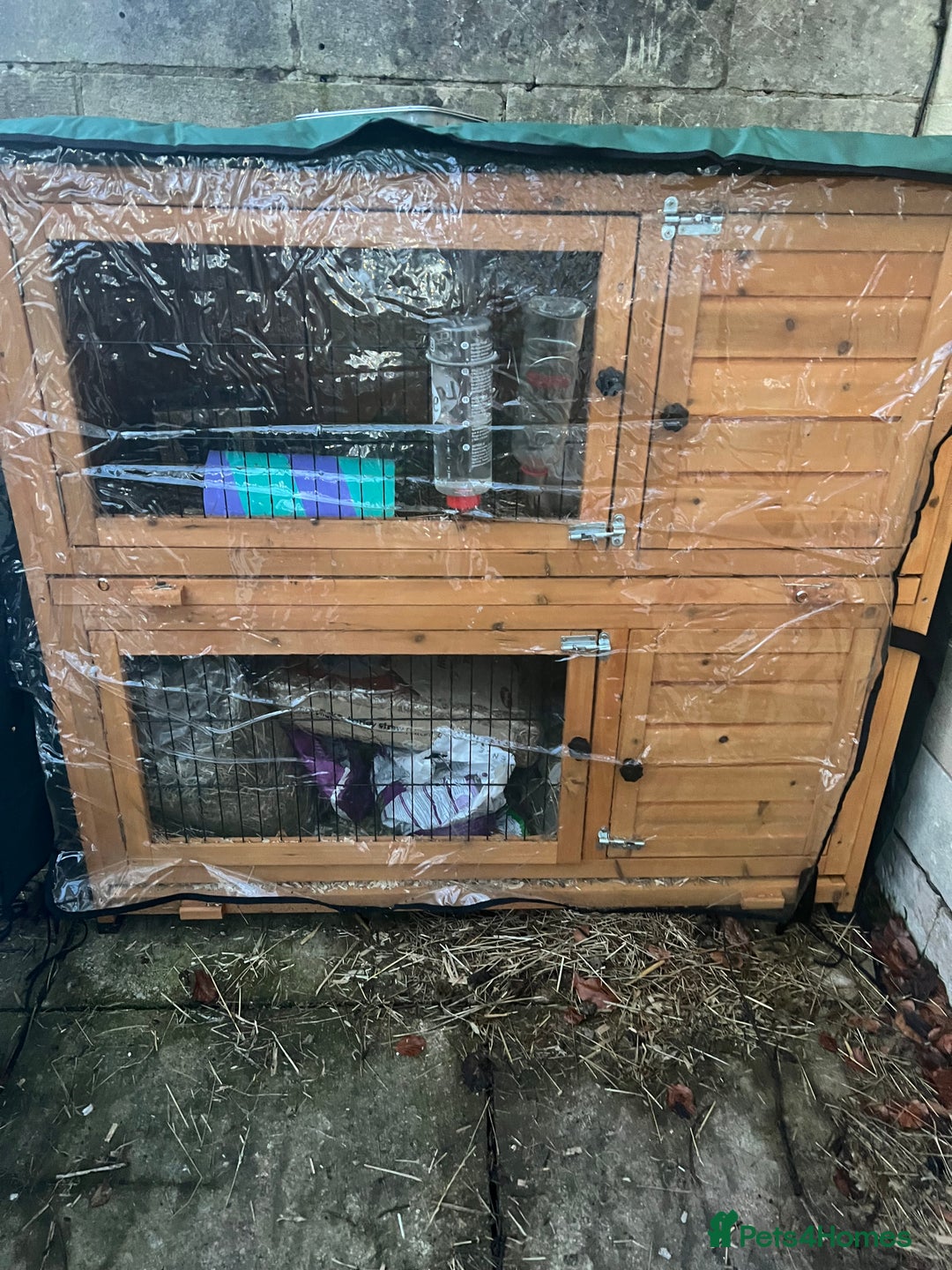 Guinea Pig rodents for sale: Two rare lilac female sister guinea pigs and cage - Advert 4