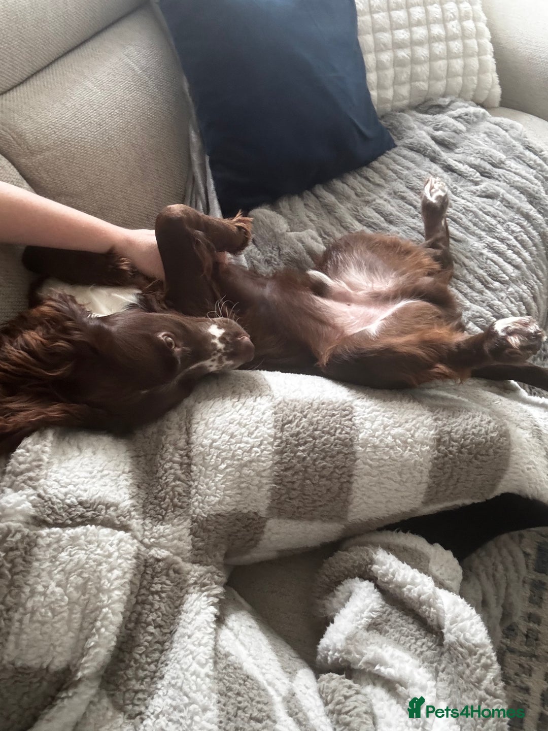 Sprocker dogs for sale: Rocco - Advert 2