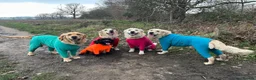 Golden Retriever dogs for sale: KC Reg'd Golden Retriever Puppies - Born 11/10/26 - Advert 12