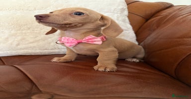 Miniature Dachshund dogs - Advert 14