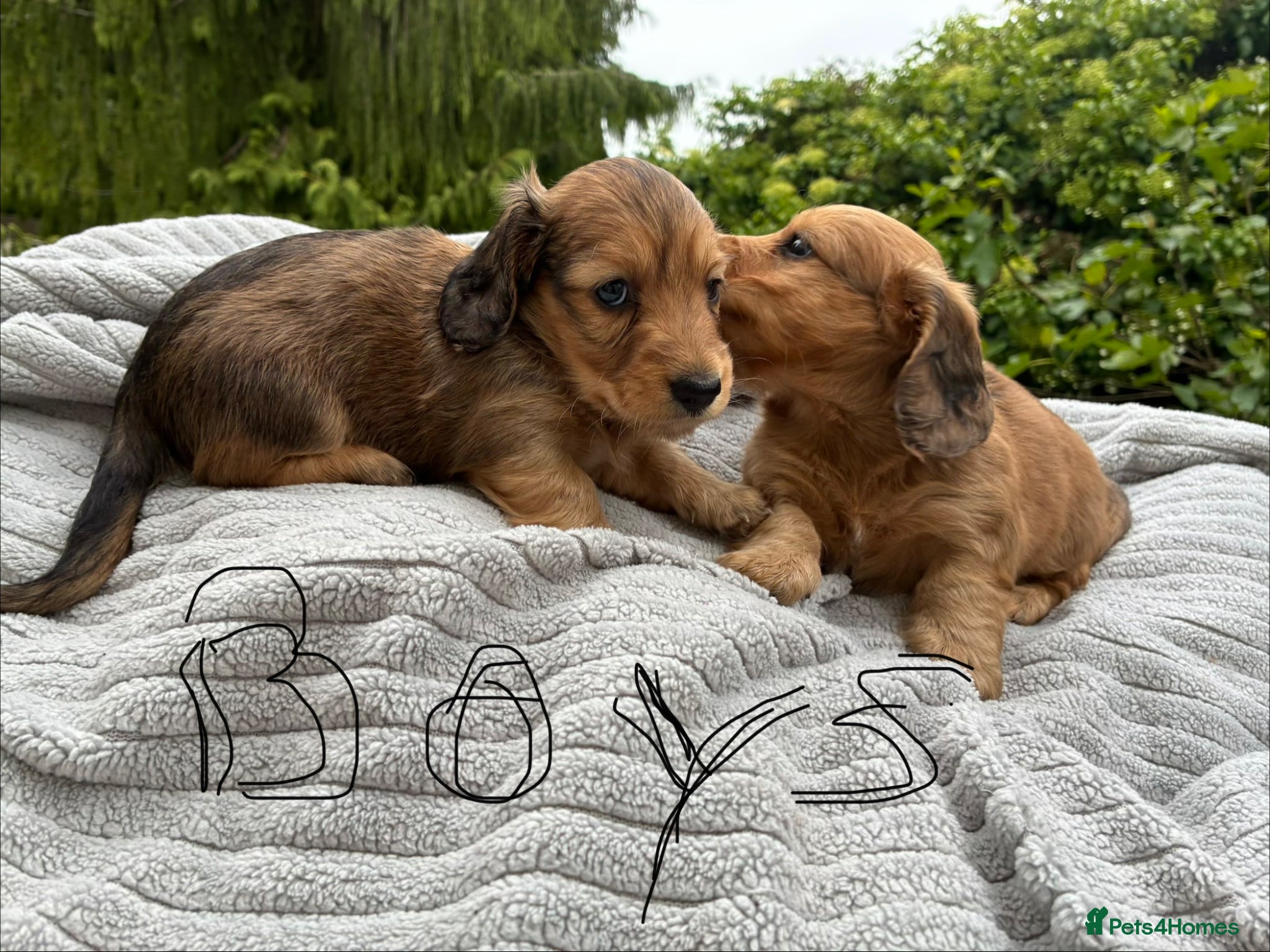 Miniature Dachshund dogs GORGEOUS KC reg PRA CLEAR MINI DACHSHUND PUPPIES - Advert 1