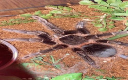 Spiders invertebrates for sale: Beginner tarantula for sale - Image 4