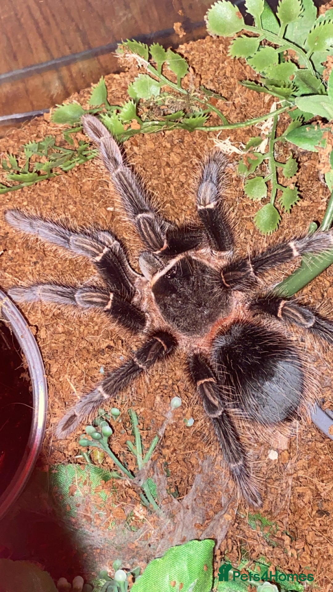 Spiders invertebrates for sale: Beginner tarantula for sale - Image 4