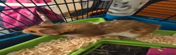 Hamster rodents for sale: Syrian Hamster - Advert 3