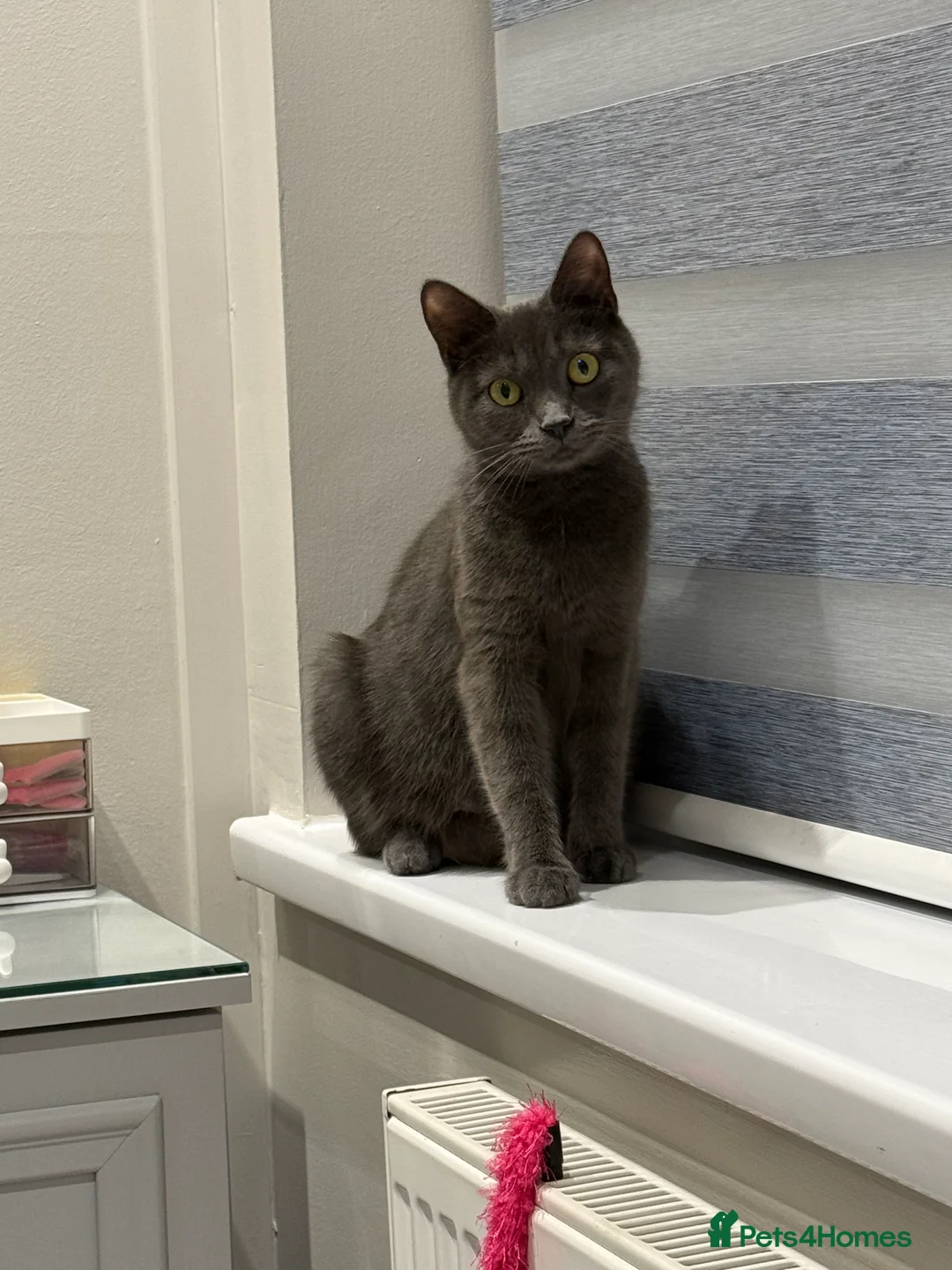 British Shorthair cats for sale: Beautiful grey British short hairs  - Advert 5