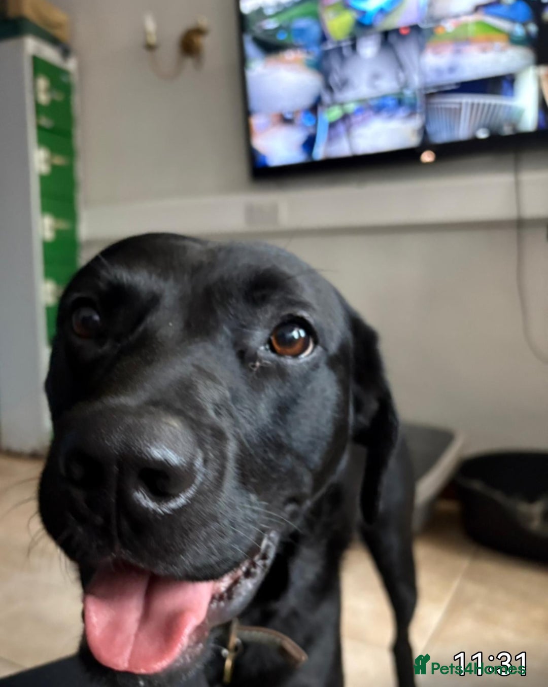 Labrador Retriever dogs for sale: Loveable Labrador Cross  - Image 4