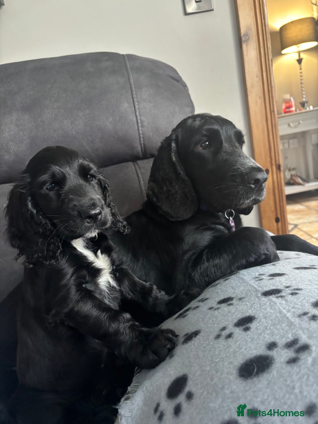 Cocker Spaniel dogs for sale: Show cocker spaniel pups  - Image 7
