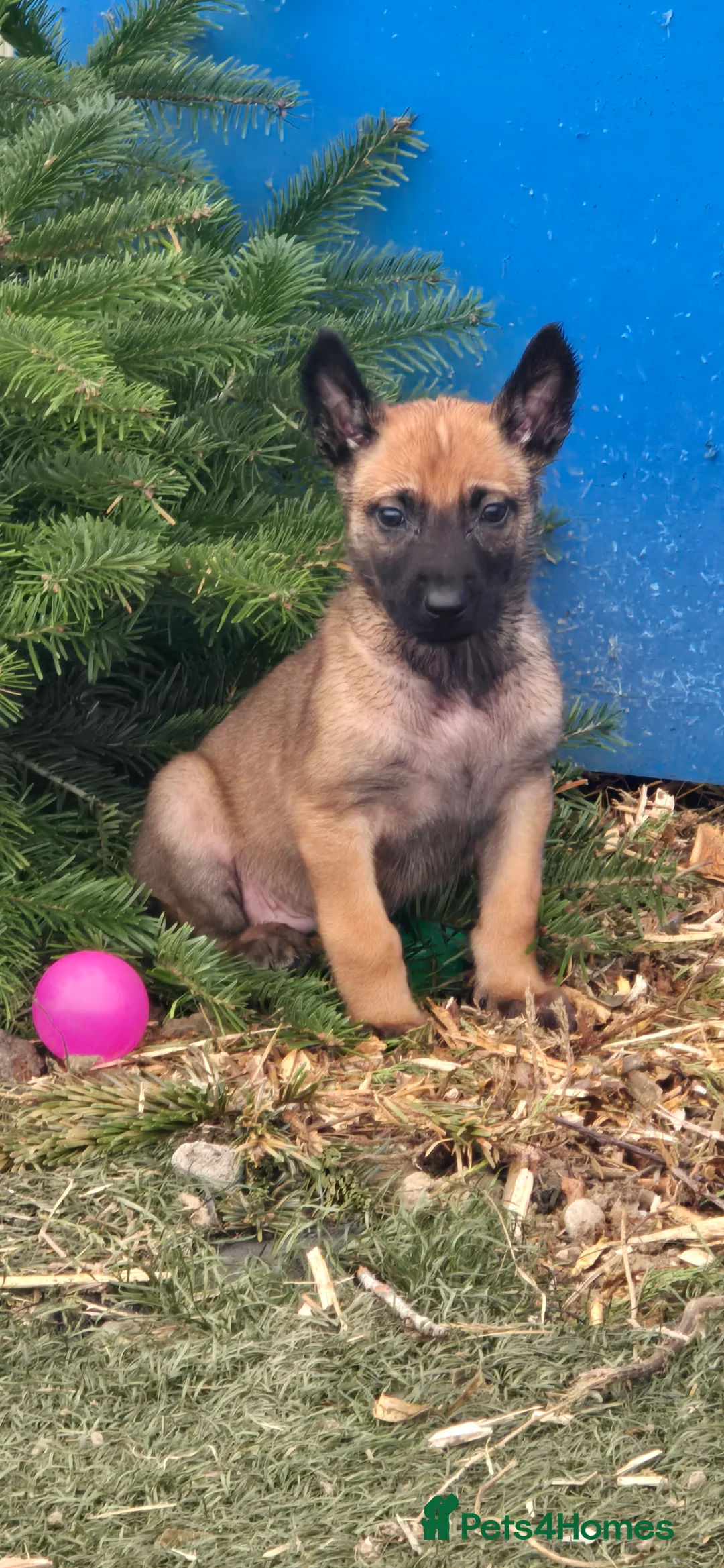 Belgian Shepherd Dog dogs for sale: Pups from world V. Champion CHANCE  - Advert 1