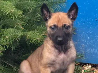 Belgian Shepherd Dog dogs Pups from world V. Champion CHANCE - Advert 8