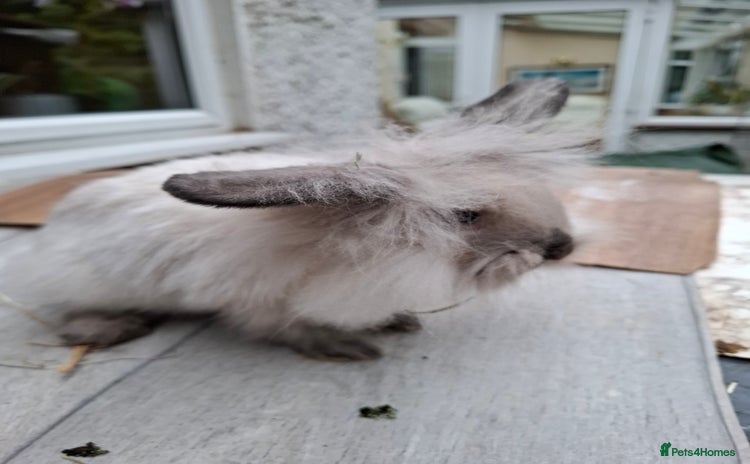 Mini Lion Lop rabbits - Advert 4
