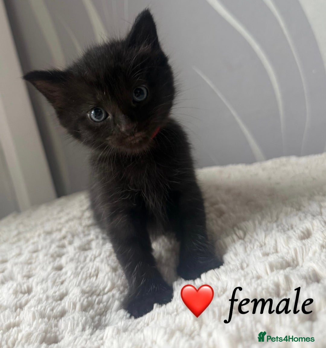 Mixed Breed cats for sale: 4 kittens for sale - Advert 12