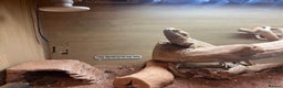 Bearded Dragon reptiles for sale: Bearded Dragon for Sale - Advert 5