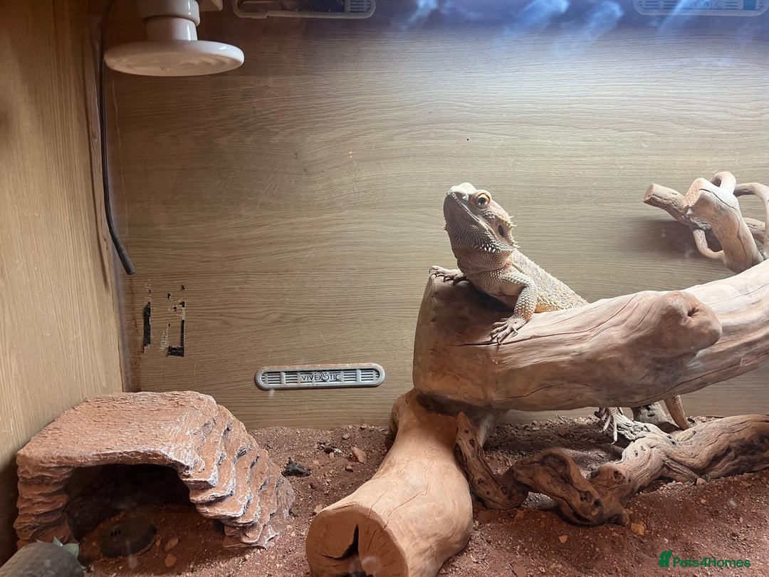 Bearded Dragon reptiles for sale: Bearded Dragon for Sale - Advert 5